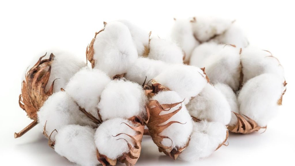 Qua bong cotton chin, nguyen lieu cua soi cotton