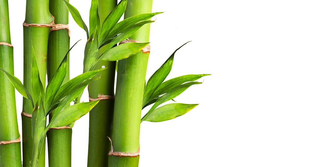 Cay tre, nguyen lieu cua soi bamboo