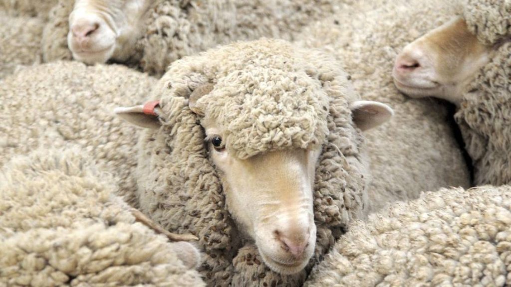 Cuu, nguon cung cap long de se soi wool